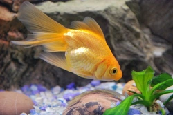 Goldfish Care Guide: Why Keeping Goldfish Needs Real Commitment