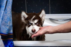 How to stop your dog drinking from the toilet bowl