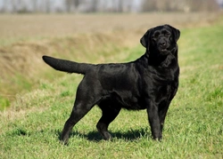 Idiopathic Epilepsy in Dogs: Causes, Symptoms & Management