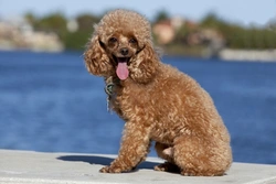 Owning a Toy Poodle: What You Should Know