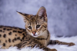 10 Essential Facts About Savannah Cats Before You Buy