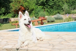 Essential Tips for Taking Dogs on Holiday in 7 Easy Steps
