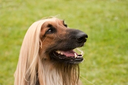 Corneal Dystrophy in Dogs: Causes, Symptoms & Care