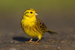 The Buntings: Guide to British and Aviary Species