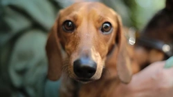 Vomiting and diarrhoea in dogs: causes, care and treatment