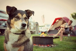 5 Top Dog Friendly Camping Sites in the UK