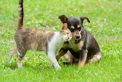 World Spay Day: Why Spaying Pets Matters in 2025