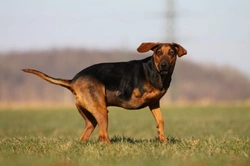 4 Top Reasons to Adopt a Handicapped Dog