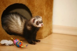 Keeping Ferrets as Pets: What You Need to Know