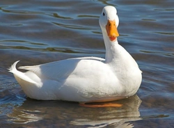 5 Duck Breeds Perfect for Small Gardens and Beginners