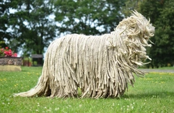 History of the Komondor: Rare Hungarian Livestock Guardian