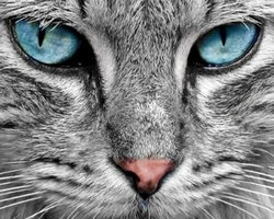 Come l'alimentazione influisce sull'immunità nei gatti - parte 2