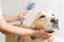 The 3 Key Grooming Stages from Puppy to Senior Dog