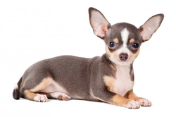 Hereditary Health & Genetic Diversity in Chihuahuas
