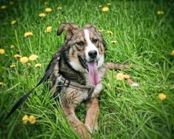 Associazioni animali: Volontariato con aiuto agli animali