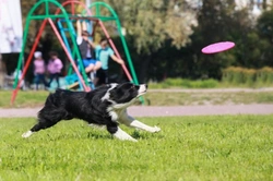 Keeping Herding Dog Breeds Entertained: Top Fun Activities