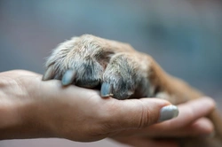 7 Common Problems That Can Affect Your Dog’s Claws