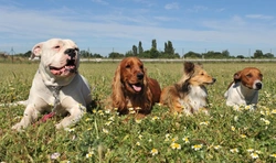 5 Disadvantages of Owning Two or More Dogs