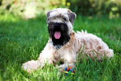 Lymphangiectasia in Soft Coated Wheaten Terriers: Symptoms & Care