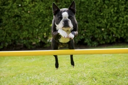 How to Stop Your Boston Terrier Jumping Up: Effective Training Tips