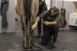 Dolda fel-skydd för hästar – därför kan det rädda både plånbok och hjärta