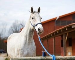 Internationella hästköp – undvik de vanligaste fällorna