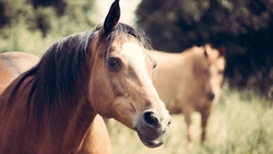 2. Kontakta säljare