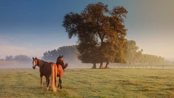 Detta gäller vid försäljning av häst som privatperson