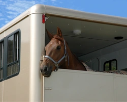 Förslag till ny EU förordning om djurskydd vid transport – så här kan den påverka vår svenska hästnäring och detta gör LRF 