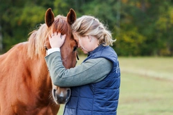 Avlivning av häst - Svensk Lantbrukstjänst jourbil finns tillgänglig med utgångspunkt från Kristianstad 