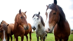 Köpt häst som inte motsvarar förväntningarna? Detta bör du veta