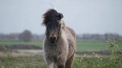 Möt Shetlandsponnyn