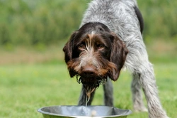 The role water plays in canine nutrition and health