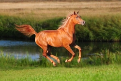 Information About Horses for Potential Horse and Pony Owners