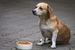 Por qué algunos perros nunca tienen mucho hambre: causas y soluciones