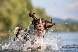 12 UK Water Hazards for Dogs in 2025: Expert Safety Guide