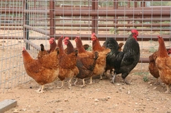 Complete Guide to Keeping Poultry for Beginners
