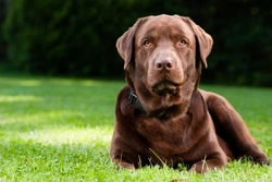 Interdigital Cysts in Dogs: Causes, Signs, Diagnosis & Treatment