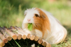 How to Set Up a Great Environment for Your Guinea Pig
