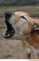 Tipos de ladridos de perro: significado y cómo entenderlos