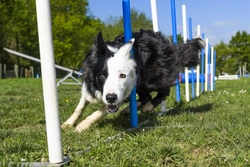 Complete Guide to Fulfilling Border Collie Exercise Needs