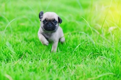 How to Motivate a Pug During Training: 7 Expert Tips