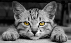 Síntomas y tratamiento de infecciones respiratorias altas en gatos