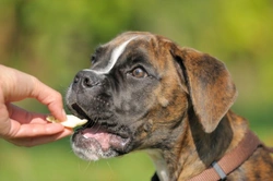 Complete Guide to Positive Reinforcement Training for Dogs