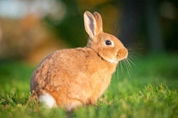 Rabbit Basics: Ten Facts Every Owner Should Know