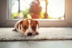 Choosing a New Home With Your Dog in Mind: Key Tips