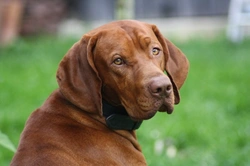 Hungarian Vizsla hereditary health and longevity guide