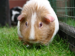 How to Treat Ringworm in Guinea Pigs: A Complete Guide