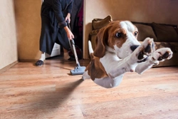 Why Dogs Are Wary of Vacuum Cleaners: Understanding & Solutions