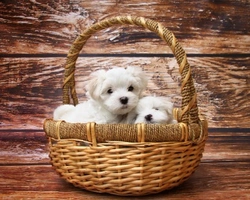 Che carattere ha il maltese toy? Dove posso trovarlo a Milano?